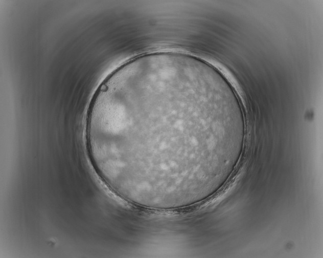 X0000096680957200802261513