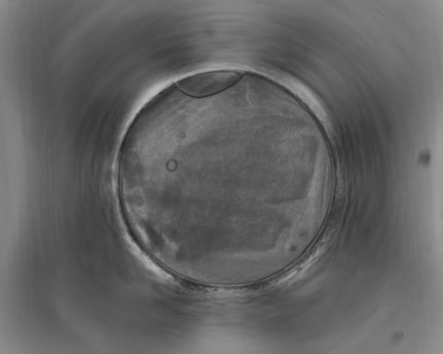 X0000096680958200802261513