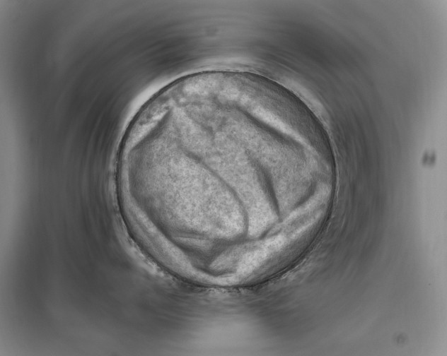 X0000096680960200802261513