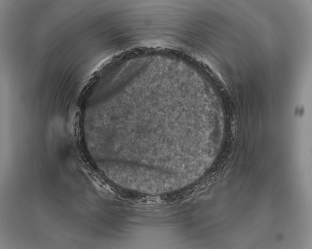 X0000096680968200802261512