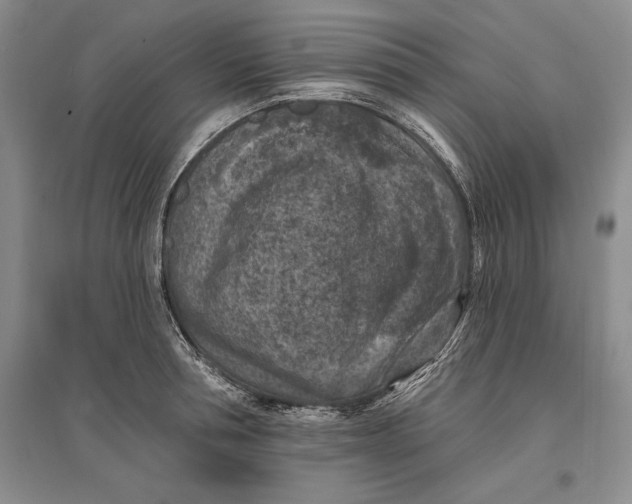 X0000096680994200802261512