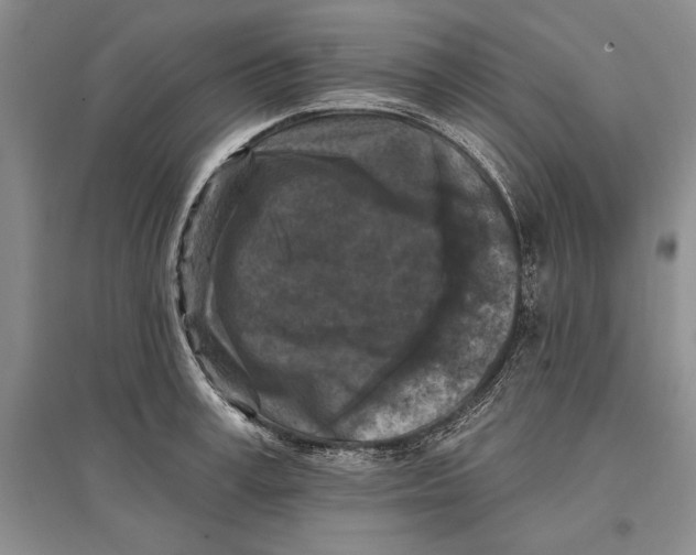 X0000096680995200802261512