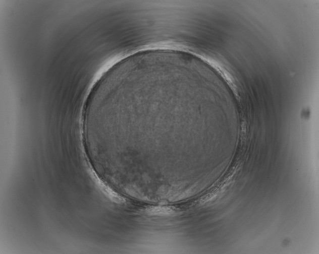 X0000096680998200802261512