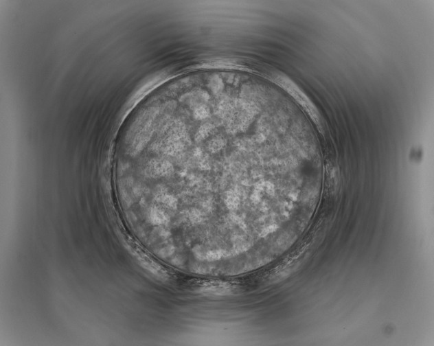 X0000096681002200802261512