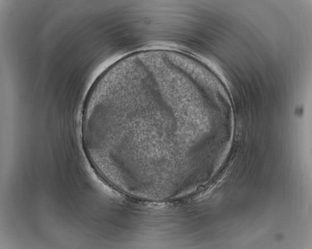 X0000096681003200802261512