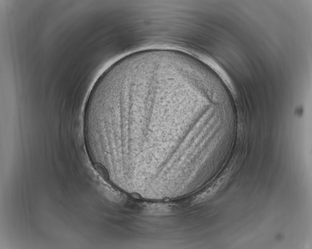 X0000096681004200802261511