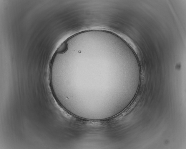 X0000096681006200802261511