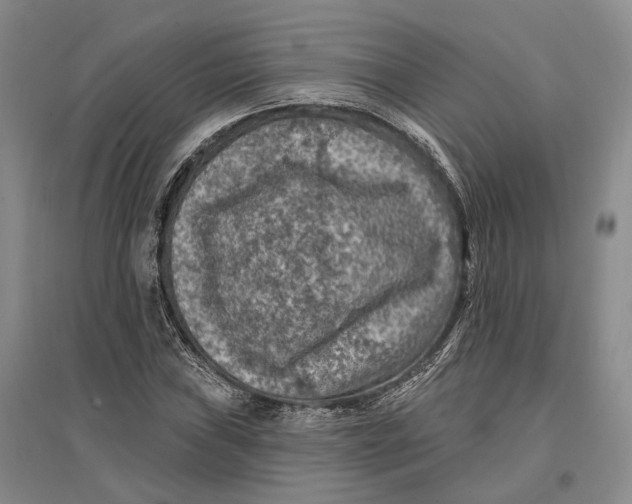 X0000096681019200802261511