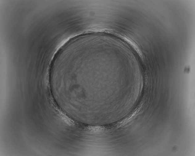 X0000096681023200802261511