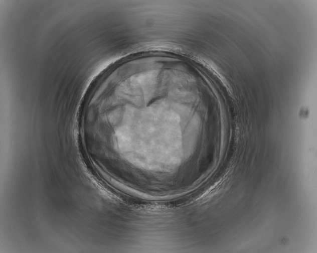 X0000096681024200802261511