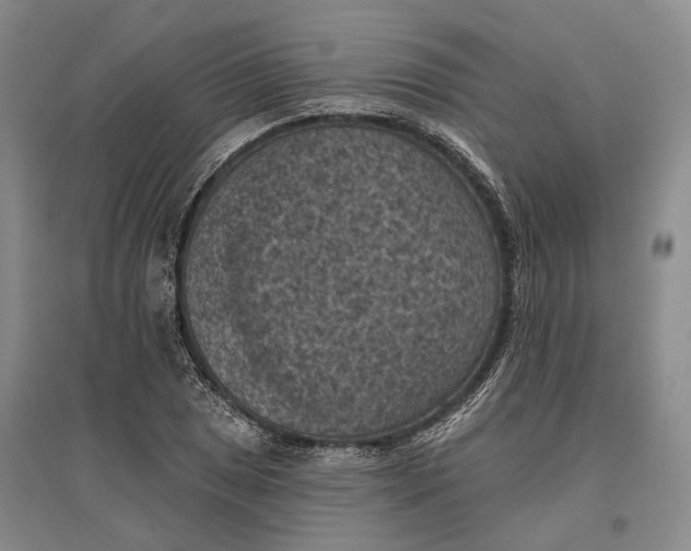 X0000096681025200802261511