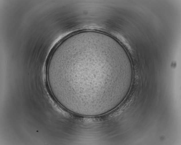 X0000096681032200802261511