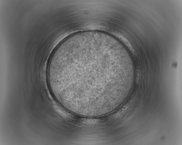 X0000096681039200802261511