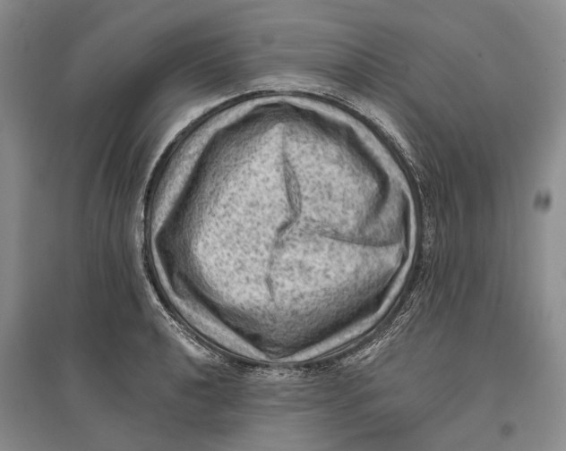 X0000096681040200802261511