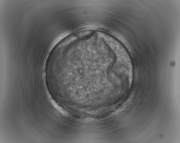 X0000096681042200802261511