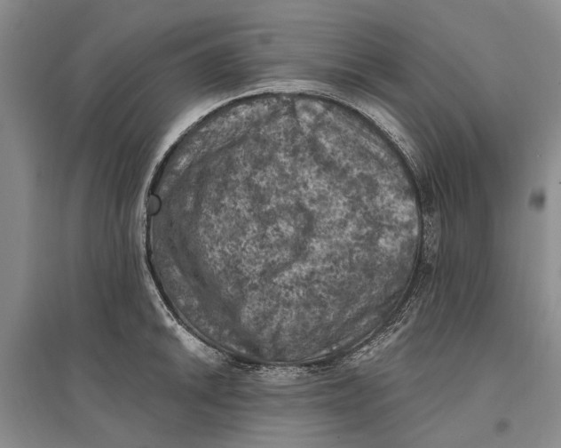 X0000096681046200802261511