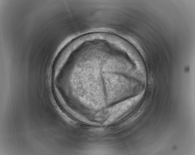 X0000096681054200802261511