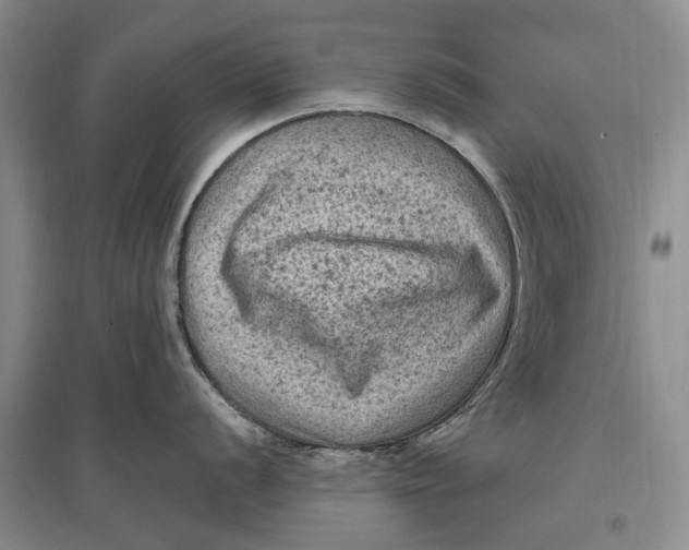 X0000096681056200802261511