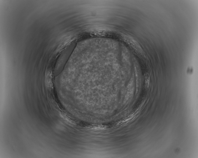 X0000096681060200802261511