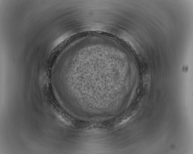 X0000096681064200802261511