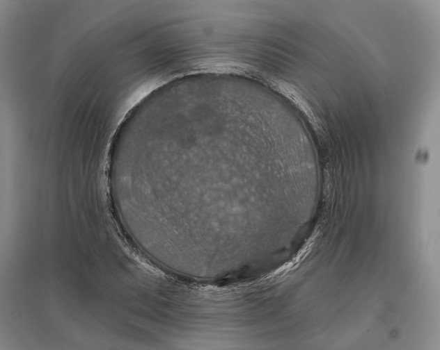 X0000096681071200802261510