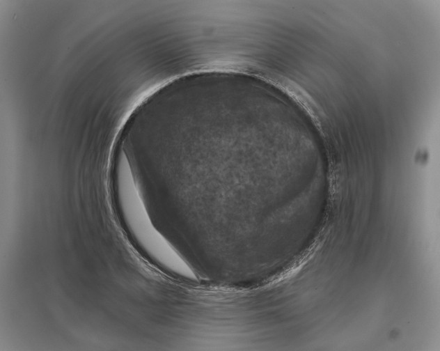 X0000096681077200802261510
