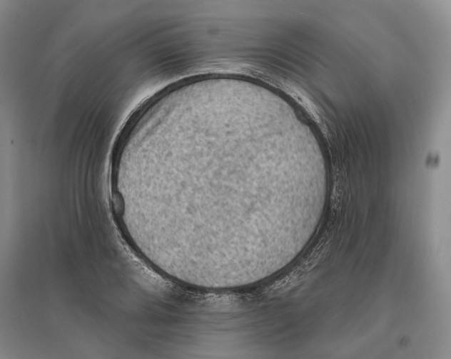 X0000096681080200802261510