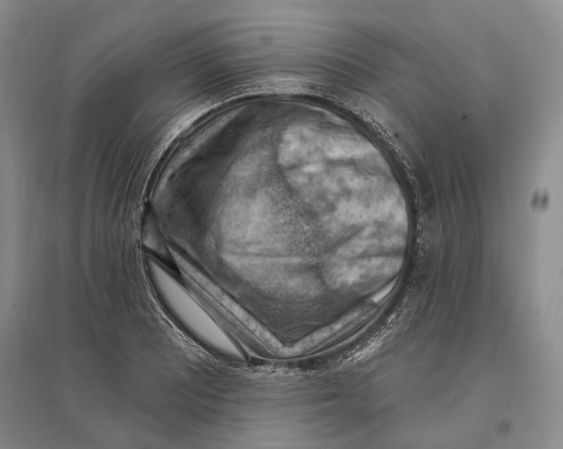 X0000096681081200802261510