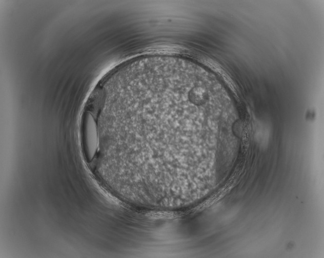 X0000096681083200802261510