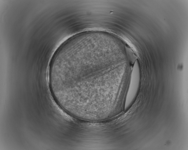 X0000096681084200802261510