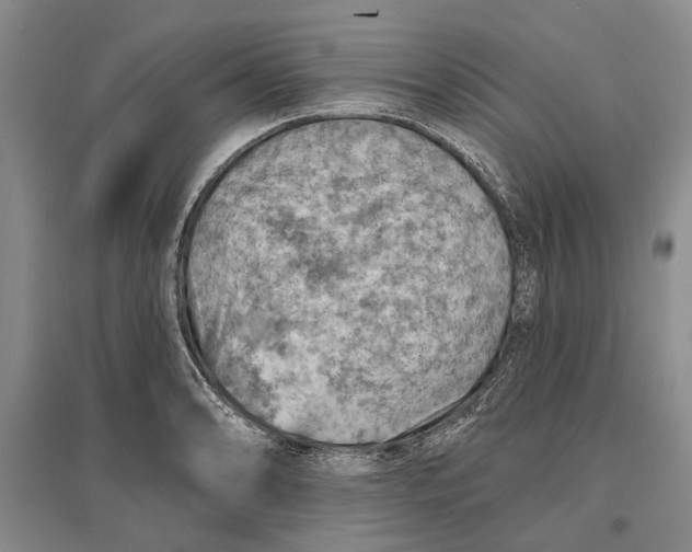 X0000096681086200802261510