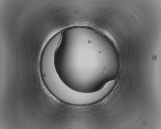 X0000096681088200802261510