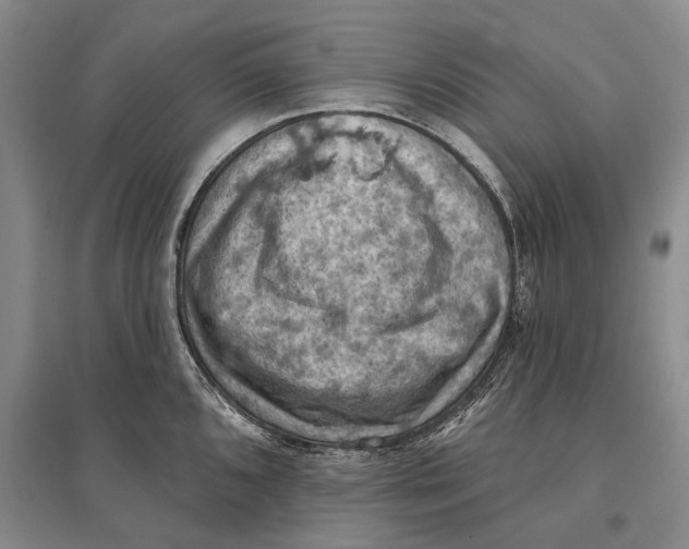 X0000096681096200802261510