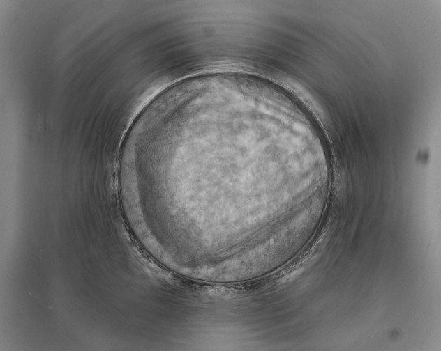 X0000096681097200802261510