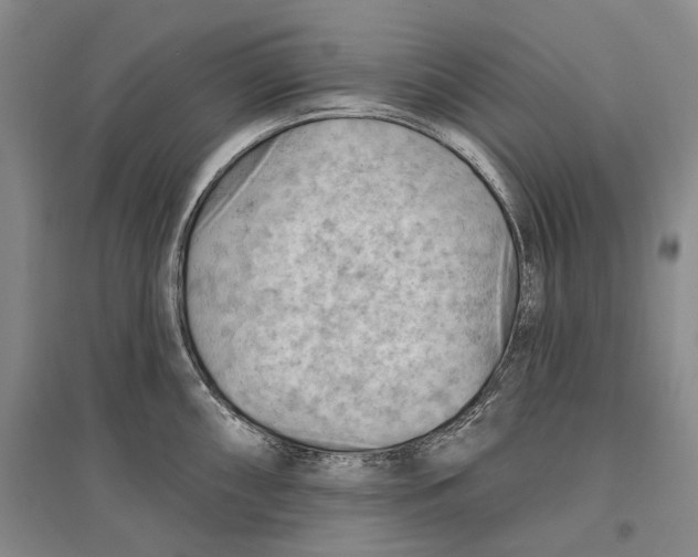 X0000096681098200802261510
