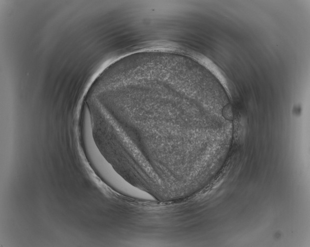X0000096681099200802261510