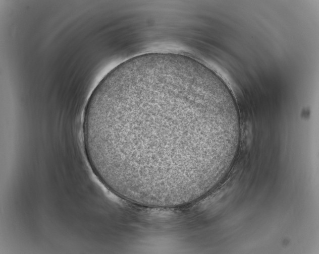 X0000096681103200802261510