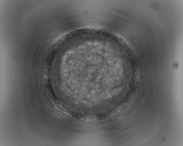 X0000096681110200802261509