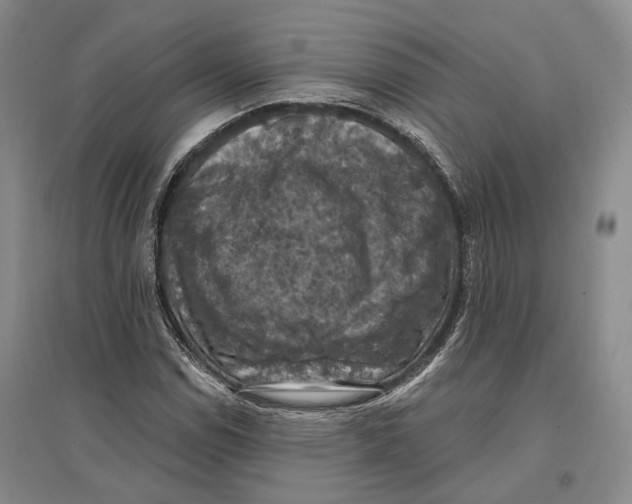 X0000096681114200802261509