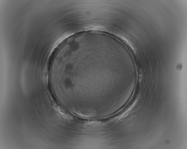 X0000096681117200802261509