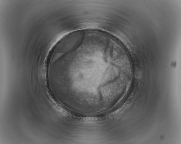 X0000096681118200802261509
