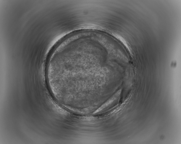 X0000096681120200802261509
