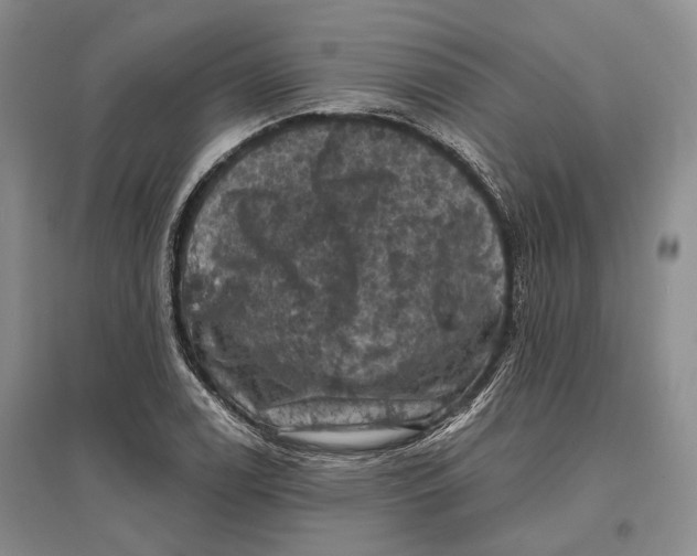 X0000096681122200802261510