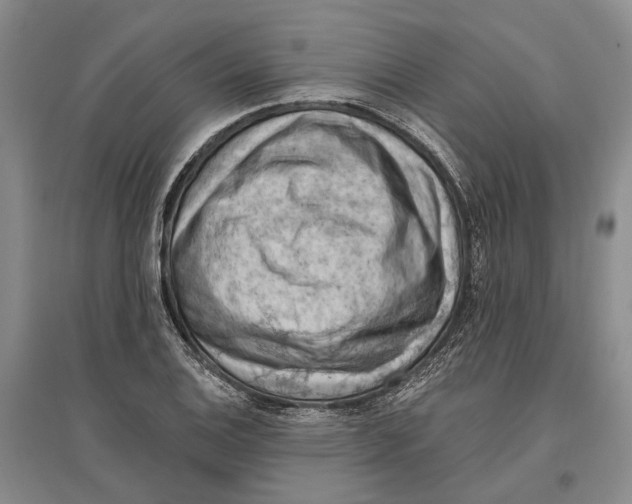 X0000096681124200802261510