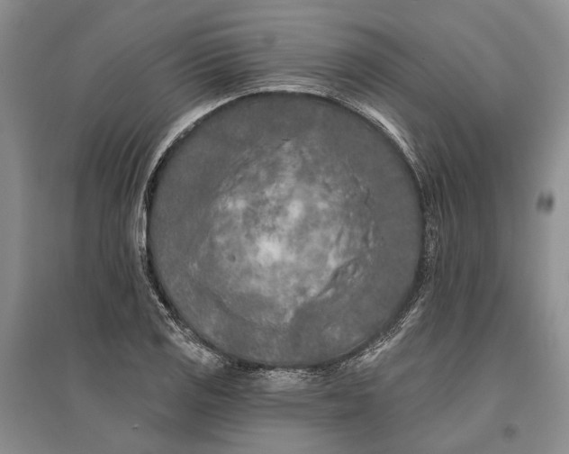 X0000096681125200802261510