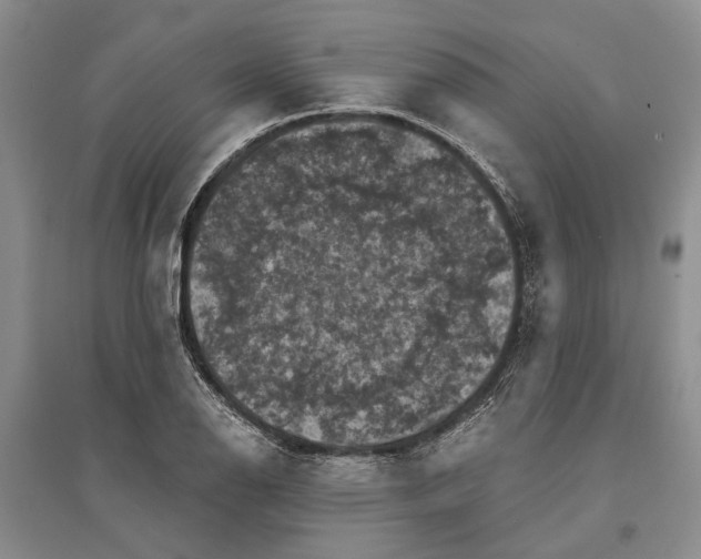 X0000096681126200802261510