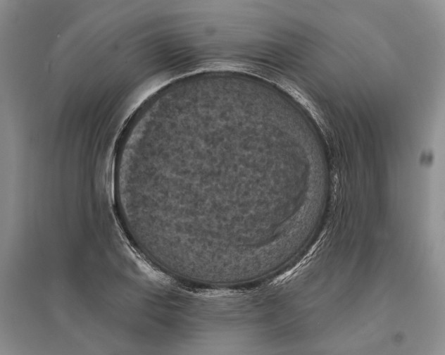X0000096681127200802261510