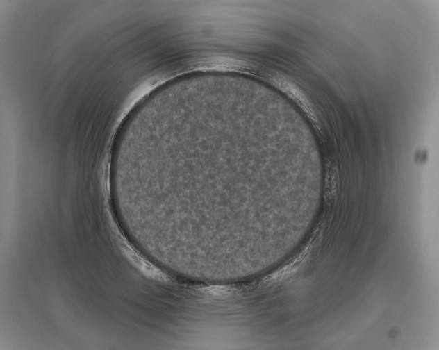 X0000096681130200802261510