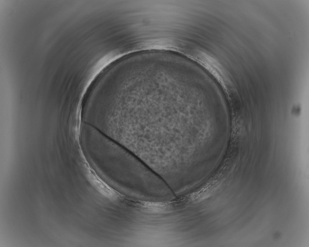 X0000096681132200802261510