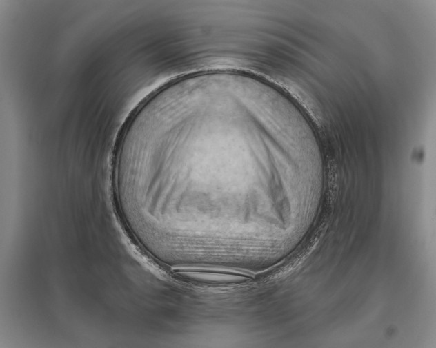 X0000096681134200802261510